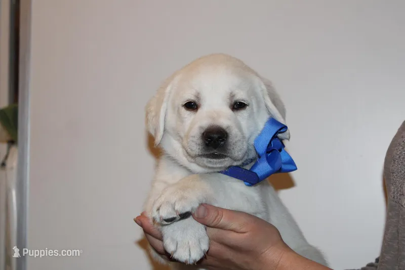 Mr.Blue – Labrador Retriever puppy for sale in Grand Junction, CO