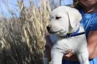 Mr.Blue, a male Labrador Retriever for sale in Grand Junction, CO – Photo 3 of 4