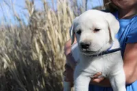 Mr.Blue, a male Labrador Retriever for sale in Grand Junction, CO – Photo 2 of 4