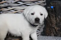 Mr.Blue, a male Labrador Retriever for sale in Grand Junction, CO – Photo 4 of 4