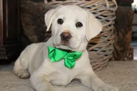 processed/1221c465-ee00-494c-8297-572fe7b0c667/listing/31f0b5b4-26e0-4c77-988d-74c6642a09f1/b734ae20-0118-4de4-a229-20c4bdf29604