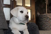 processed/1221c465-ee00-494c-8297-572fe7b0c667/listing/31f0b5b4-26e0-4c77-988d-74c6642a09f1/e0027823-f8f7-4b50-964e-5d5271db4493