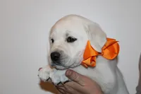 Mr.Orange , a male Labrador Retriever for sale in Grand Junction, CO – Photo 3 of 5