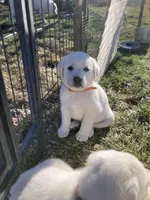 Mr.Orange , a male Labrador Retriever for sale in Grand Junction, CO – Photo 5 of 5