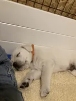 Mr.Orange , a male Labrador Retriever for sale in Grand Junction, CO – Photo 4 of 5