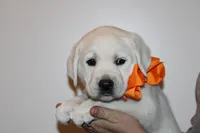 Mr.Orange , a male Labrador Retriever for sale in Grand Junction, CO – Photo 2 of 5