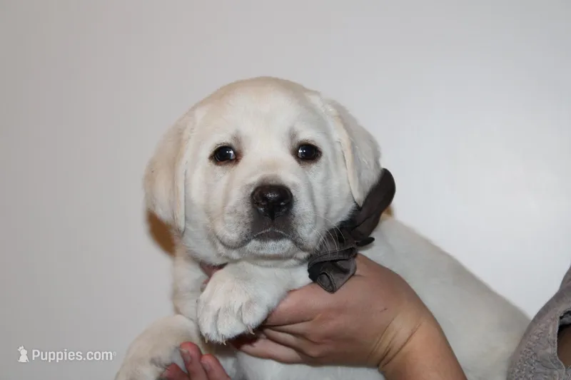 Mr.Brown – Labrador Retriever puppy for sale in Grand Junction, CO