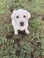 Mr.Brown, a male Labrador Retriever for sale in Grand Junction, CO – 3 of 7