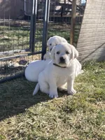 Mr.Brown, a male Labrador Retriever for sale in Grand Junction, CO – Photo 3 of 4
