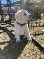 Mr.Brown, a male Labrador Retriever for sale in Grand Junction, CO – Photo 4 of 4