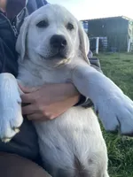 Mr.Brown, a male Labrador Retriever for sale in Grand Junction, CO – 2 of 7