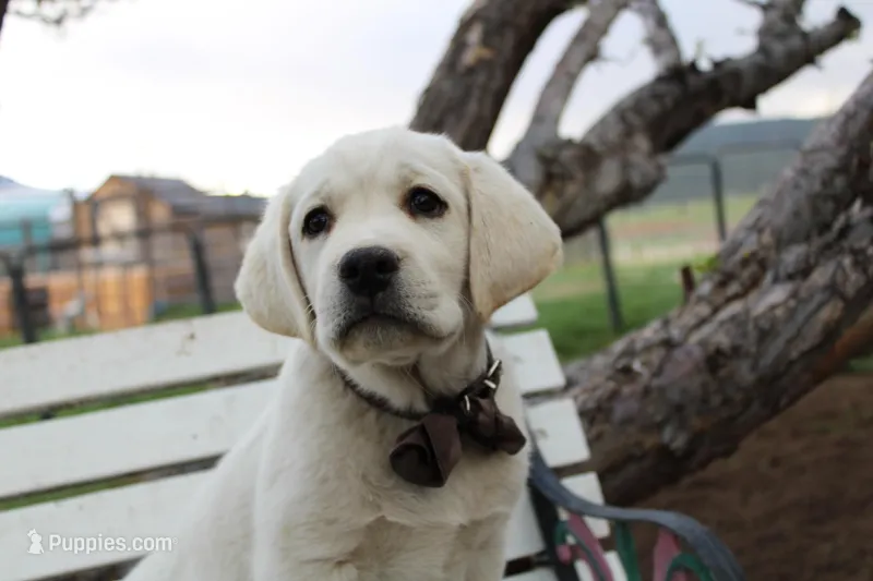 Mr.Brown – Labrador Retriever puppy for sale in Grand Junction, CO