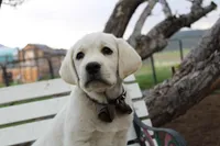 Mr.Brown, a male Labrador Retriever for sale in Grand Junction, CO – 1 of 7
