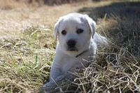 Mr.Brown, a male Labrador Retriever for sale in Grand Junction, CO – Photo 2 of 4