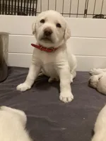 Mr.Red, a male Labrador Retriever for sale in Grand Junction, CO – Photo 4 of 5