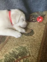 Mr.Red, a male Labrador Retriever for sale in Grand Junction, CO – Photo 5 of 5