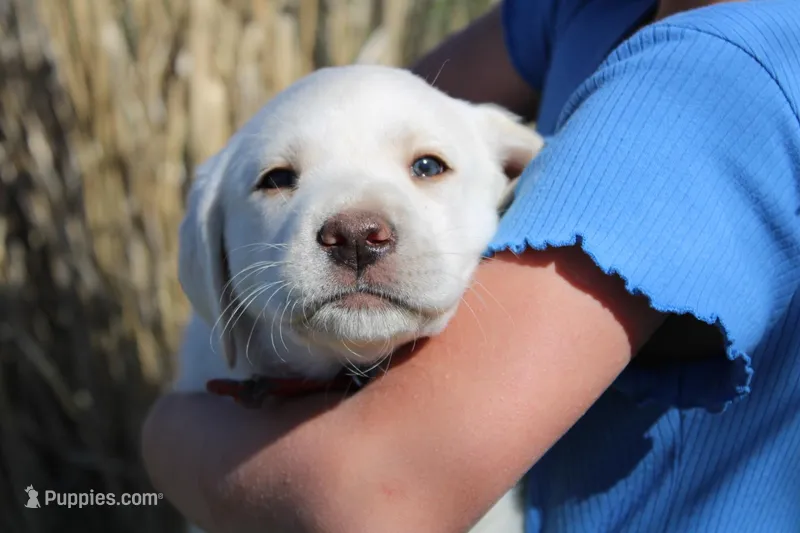Mr.Red – Labrador Retriever puppy for sale in Grand Junction, CO