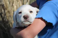 Mr.Red, a male Labrador Retriever for sale in Grand Junction, CO – Photo 1 of 5