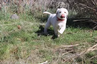 Mr.Red, a male Labrador Retriever for sale in Grand Junction, CO – Photo 3 of 5