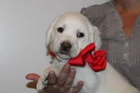 Mr.Red, a male Labrador Retriever for sale in Grand Junction, CO – Photo 2 of 5