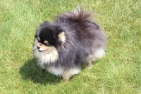 Bella, a female Pomeranian for sale in Dillon, MT – Photo 1 of 2