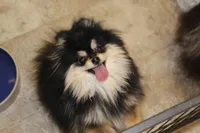 Bella, a female Pomeranian for sale in Dillon, MT – Photo 2 of 2