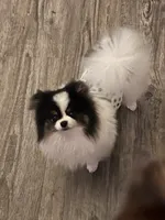 MLP Molly, a female Pomeranian for sale in Dillon, MT – Photo 5 of 5