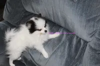 MLP Molly, a female Pomeranian for sale in Dillon, MT – Photo 3 of 5