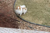 MLP Molly, a female Pomeranian for sale in Dillon, MT – Photo 4 of 5