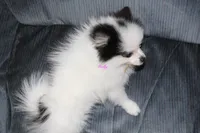 MLP Molly, a female Pomeranian for sale in Dillon, MT – Photo 1 of 5