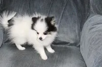 MLP Molly, a female Pomeranian for sale in Dillon, MT – Photo 2 of 5