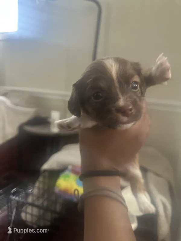 Princess , a female Shih Tzu and Miniature Dachshund for sale in Philadelphia, PA – Photo 1 of 1