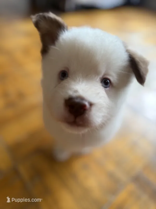 Blanquito – Pomsky puppy for sale in Takoma Park, MD