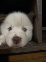 Blanquito, a male Pomsky for sale in Takoma Park, MD – Photo 2 of 5