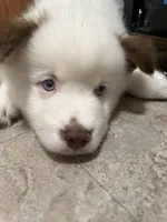 Blanquito, a male Pomsky for sale in Takoma Park, MD – Photo 4 of 5