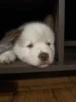 Blanquito, a male Pomsky for sale in Takoma Park, MD – Photo 3 of 5