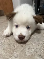 Blanquito, a male Pomsky for sale in Takoma Park, MD – Photo 5 of 5