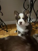 Pequitas, a female Pomsky for sale in Takoma Park, MD – Photo 8 of 8