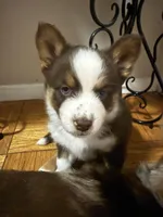 Pequitas, a female Pomsky for sale in Takoma Park, MD – Photo 5 of 8