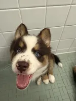Pequitas, a female Pomsky for sale in Washington, DC – Photo 4 of 4