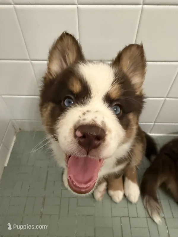 Pequitas – Pomsky puppy for sale in Washington, DC