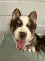 Pequitas, a female Pomsky for sale in Washington, DC – Photo 1 of 4