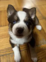Pequitas, a female Pomsky for sale in Takoma Park, MD – Photo 6 of 8