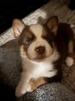 Pequitas, a female Pomsky for sale in Takoma Park, MD – Photo 4 of 8