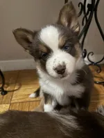 Pequitas, a female Pomsky for sale in Takoma Park, MD – Photo 3 of 8