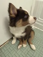 Pequitas, a female Pomsky for sale in Washington, DC – Photo 3 of 4