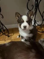 Pequitas, a female Pomsky for sale in Takoma Park, MD – Photo 7 of 8