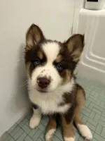Pequitas, a female Pomsky for sale in Washington, DC – Photo 2 of 4