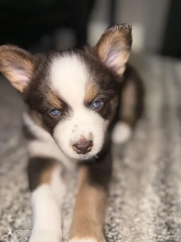 Pequitas – Pomsky puppy for sale in Takoma Park, MD