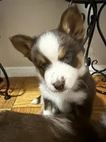 Pequitas, a female Pomsky for sale in Takoma Park, MD – Photo 2 of 8